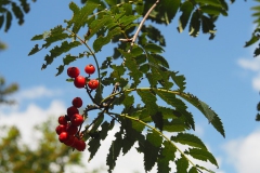 lijsterbes#(20190821) flora
