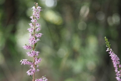 heide#(20190821) flora