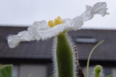 pompoen#(20140830) flora