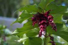 fazantenbes#(20250905)a flora