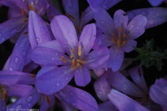 herfststijloos#(20250905)aa flora
