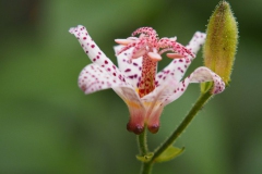 tijgerlelie#(20160909)b flora