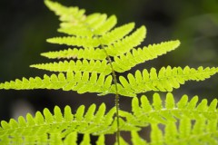 varen#(20250910) flora