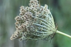 peen#(20250922) flora
