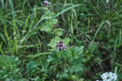 marjolein#(20250922)a flora