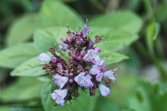 marjolein#(20250922)aa flora