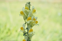 vlasbekje#(20261005) flora