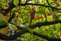 magnolia#(20251014)a flora