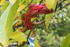 magnolia#(20251014)b flora