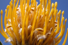 protea#(20141101)