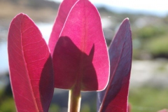 paars#1602(20141108) florar