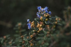ceanothus#(20251122) flora