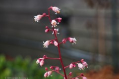 purperklokje#(20251204) flora