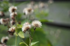 herfstaster#(20251204)b flora