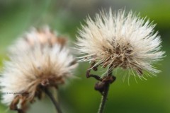 herfstaster#(20251204)a flora