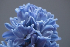 hyacint#(20171208)aa flora