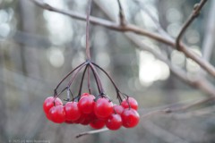 gelderse roos#(20251224) flora