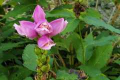 schildpadbloem#(20241015) flora