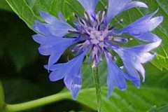 korenbloem#(20250805) flora