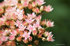 sedum#(20180922) flora