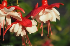 fuchsia#(20230708) flora