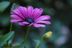 margriet#(20230708) flora