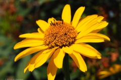goudsbloem#(20230713)a flora
