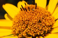 goudsbloem#(20230713)aa flora