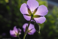 geranium#(20230714) flora