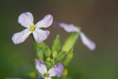 radijs#(20230719) flora