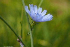 cichorei#(20230719)a flora