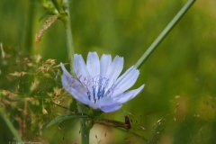 cichorei#(20230719)b flora