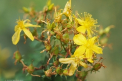 sint-janskruid#(20230719) flora