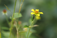 nagelkruid#(20230719)a flora