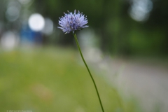 zandblauwtje#(20230719) flora