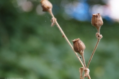 dagkoekoeksbloem#(20230719) flora