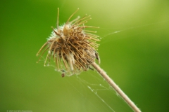nagelkruid#(20230719)b flora