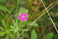 steenanjer#(20230719) flora