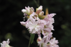 zeepkruid#(20230719)b flora