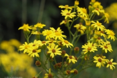 jacobskruiskruid#(20230719) flora