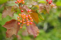 gelderse roos#(20230719) flora