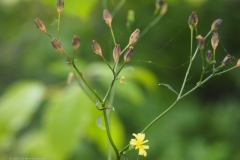 akkerkool#(20230719) flora