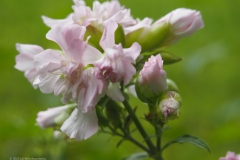 zeepkruid#(20230719)a flora