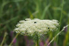 peen#(20230719)a flora