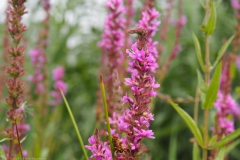 kattestaart#(20230719) flora