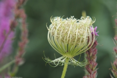 peen#(20230719)b flora