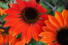 rudbeckia#(20230727)a flora