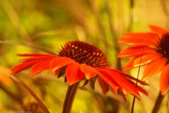 rudbeckia#(20230727)b flora