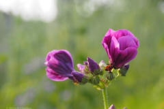 tuinkaasjeskruid#(20230724) flora