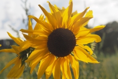 zonnebloem#(20230724)a flora